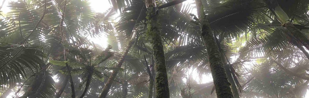 Big data saves the rainforest thecarreraagency.com